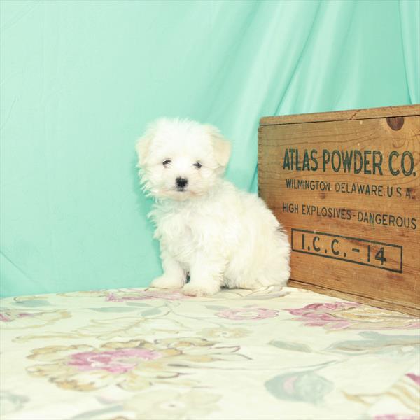 Maltese DOG Male White 2593 Petland Memphis, TN