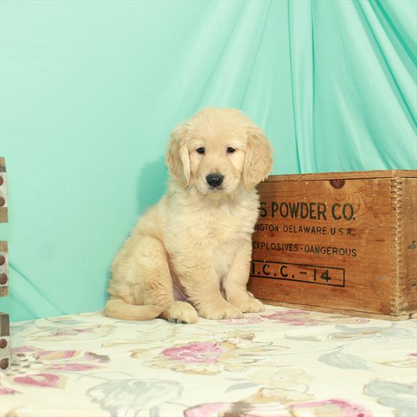 Golden Retriever DOG Male Golden 2594 Petland Memphis, TN