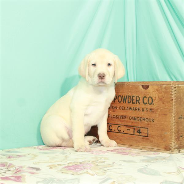 Labrador Retriever DOG Male Yellow 2596 Petland Memphis, TN