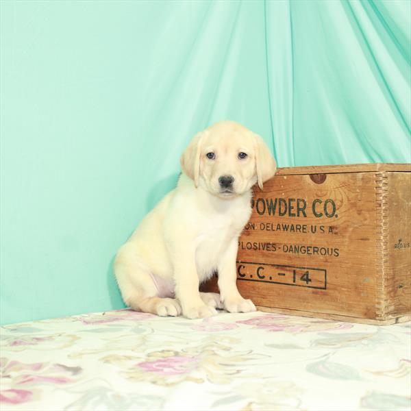 Labrador Retriever DOG Female Yellow 2597 Petland Memphis, TN