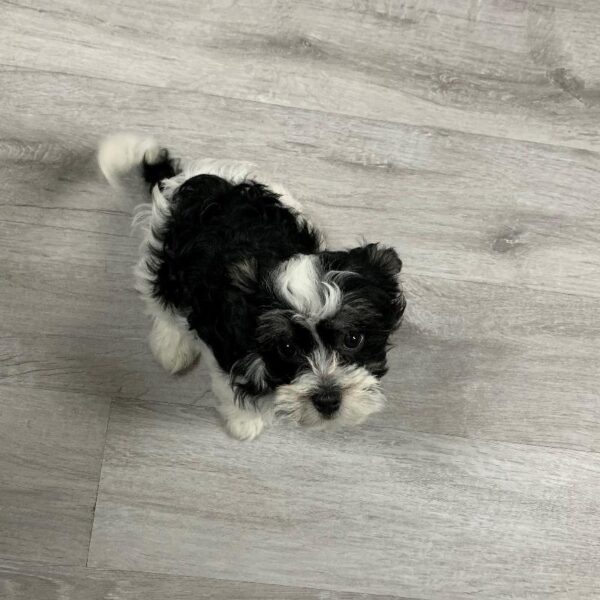 Havanese DOG Female BWP 2581 Petland Memphis, TN