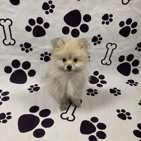 Pomeranian DOG Male Cream 2642 Petland Memphis, TN