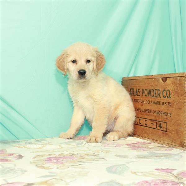 Golden Retriever DOG Female Golden 2643 Petland Memphis, TN