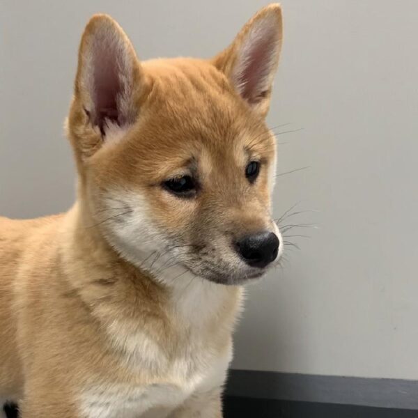 Shiba Inu DOG Female Red & White markings 2641 Petland Memphis, TN