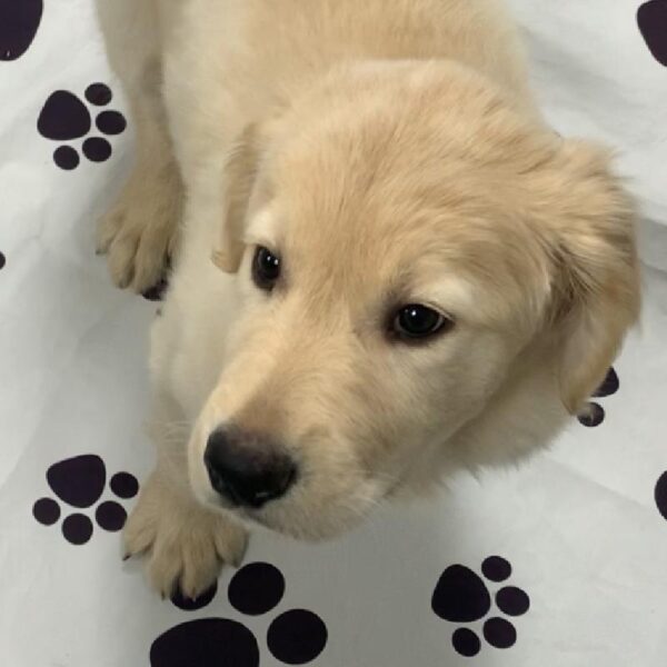 Golden Retriever DOG Male Golden 2667 Petland Memphis, TN