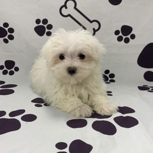 Maltese DOG Male White 2665 Petland Memphis, TN