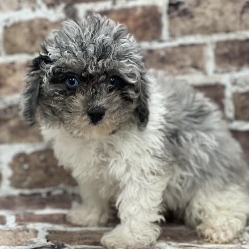 Poodle Puppy Blue Merle, prti ID:378 Located at Petland Memphis, Tennessee
