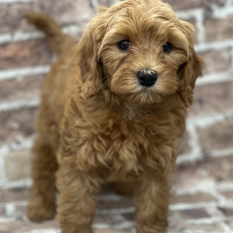 Cavapoo Puppy Red & White ID:376 Located at Petland Memphis, Tennessee