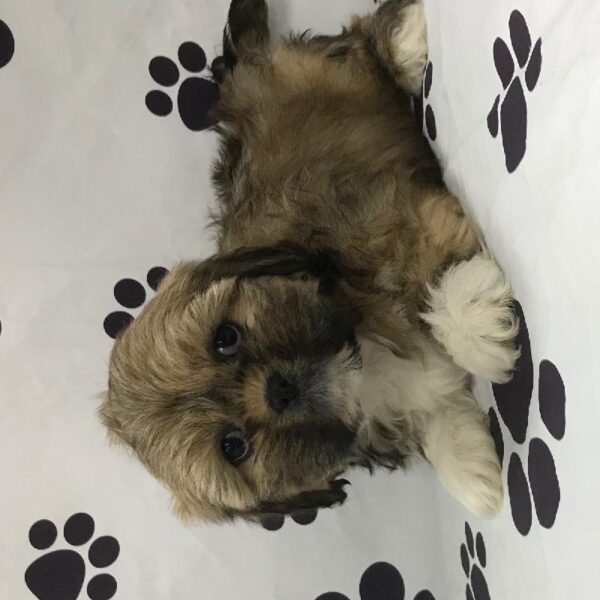 Lhasa Apso DOG Female Golden 2715 Petland Memphis, TN