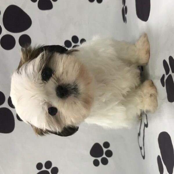 Shih Tzu DOG Female GWP 2714 Petland Memphis, TN