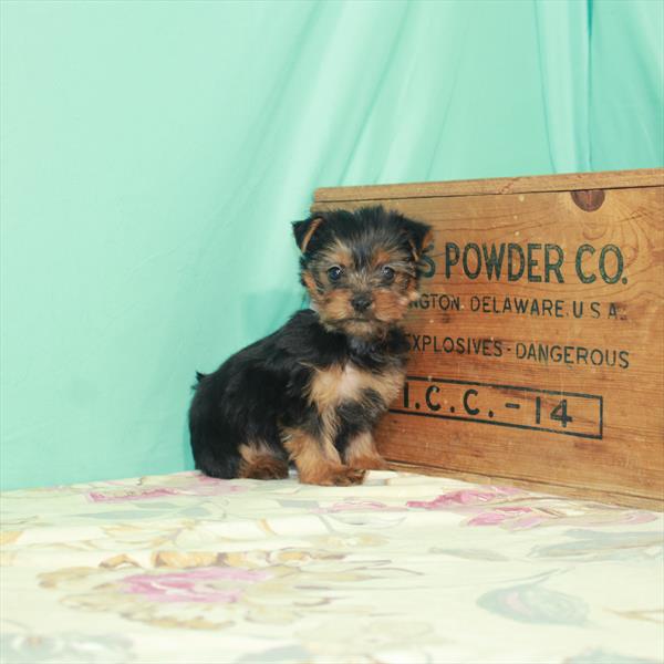 Yorkie DOG Female Black / Tan 2720 Petland Memphis, TN