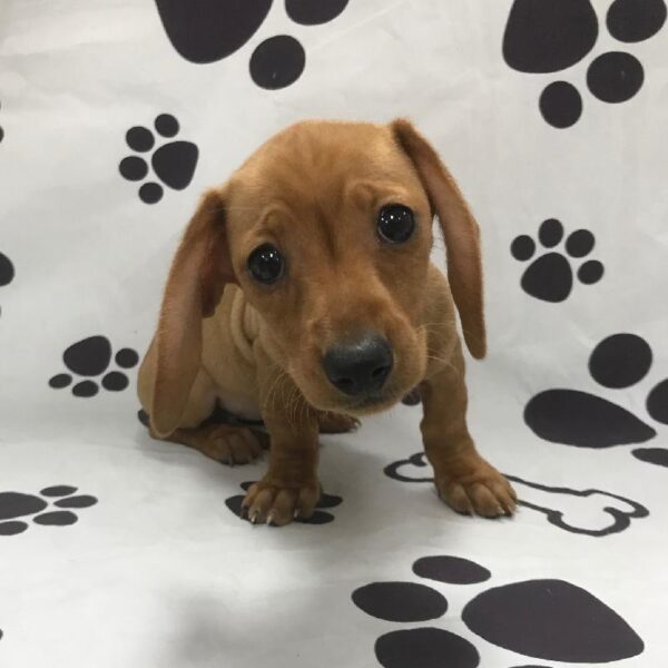 Dachshund DOG Female Red 2763 Petland Memphis, TN