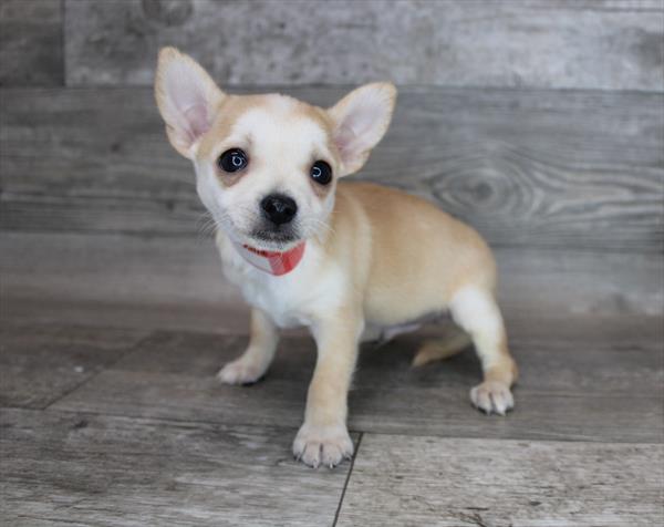 Chihuahua DOG Male Cream 2813 Petland Memphis, TN