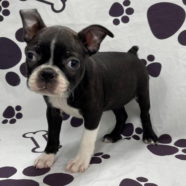 Boston Terrier DOG Female Black & White 2815 Petland Memphis, TN