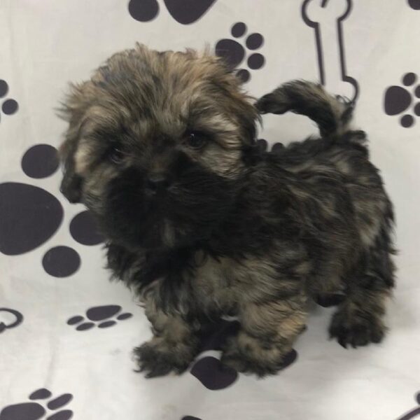 Lhasa Apso DOG Female Dark Golden 2827 Petland Memphis, TN