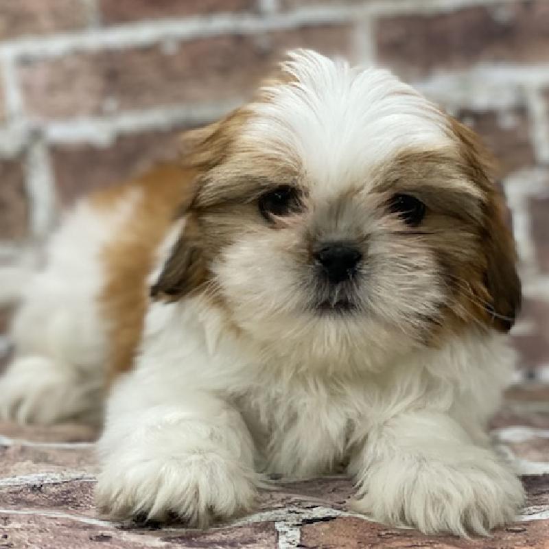 Shih Tzu Shih Tzu Petland Memphis, TN