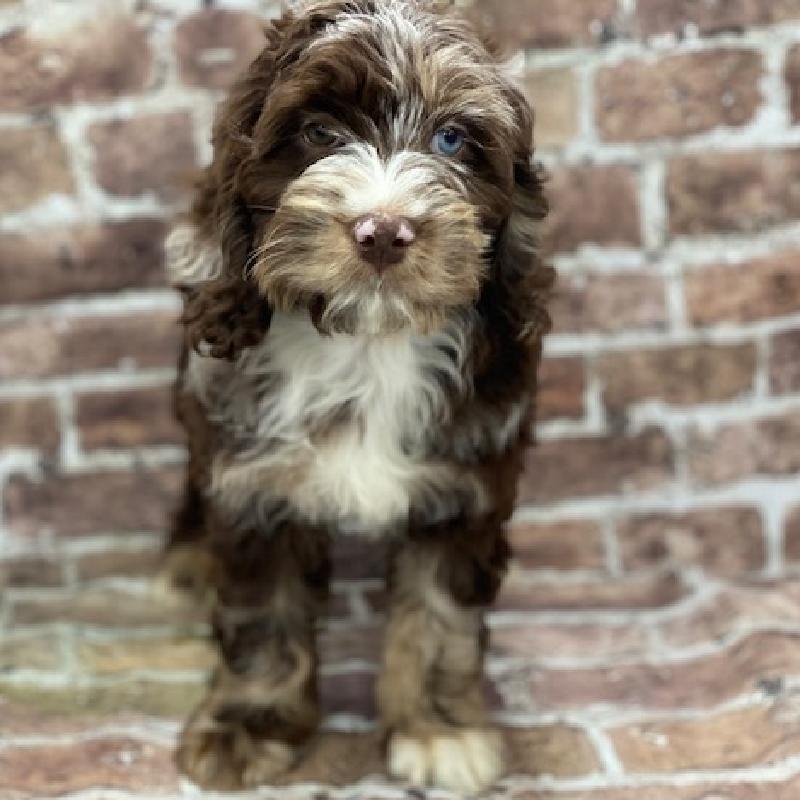 Cockapoo Puppy chco mrl ID:432 Located at Petland Memphis, Tennessee