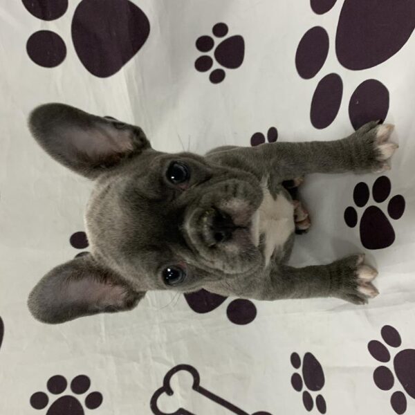 French Bulldog DOG Female Blue 2928 Petland Memphis, TN