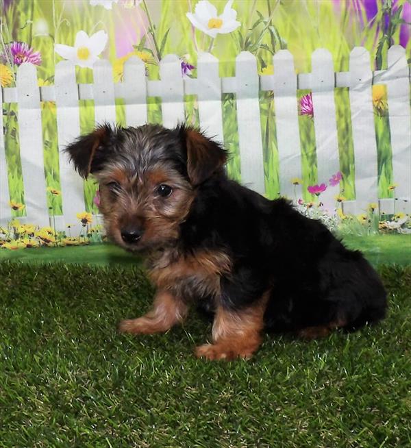 Yorkie DOG Male Black / Tan 2973 Petland Memphis, TN