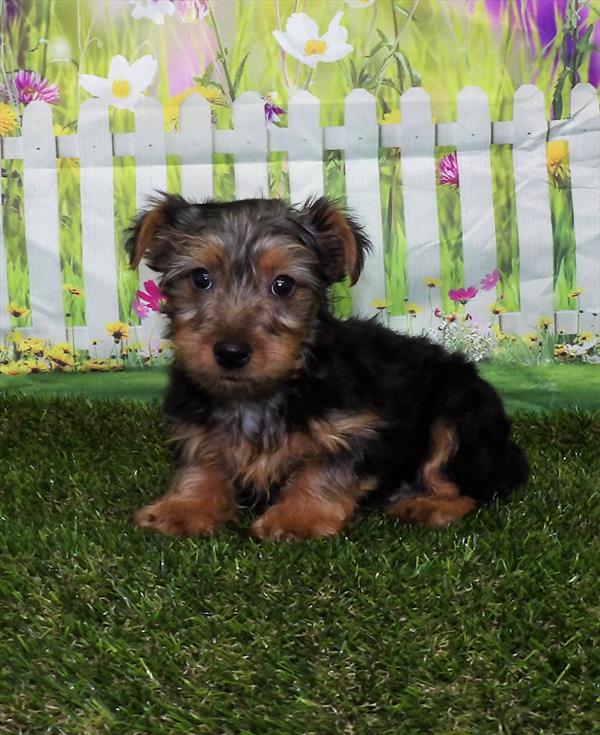 Yorkie DOG Male Black / Tan 2974 Petland Memphis, TN