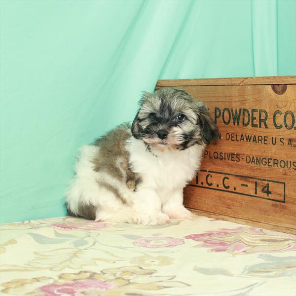 Havanese DOG Male White / Gold 2977 Petland Memphis, TN