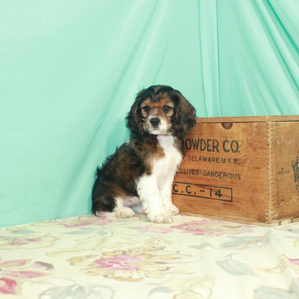 Cocker Spaniel DOG Female Red Roan 2978 Petland Memphis, TN