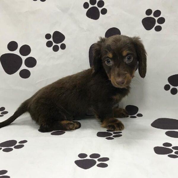 Dachshund DOG Male Chocolate w/white 2984 Petland Memphis, TN