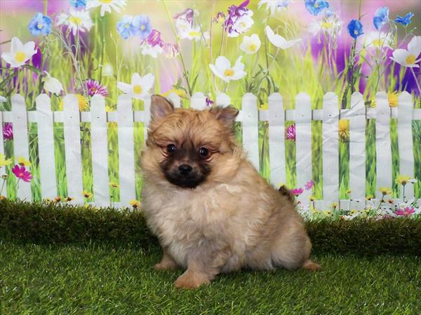 Pomeranian DOG Male Orange Sable 2988 Petland Memphis, TN