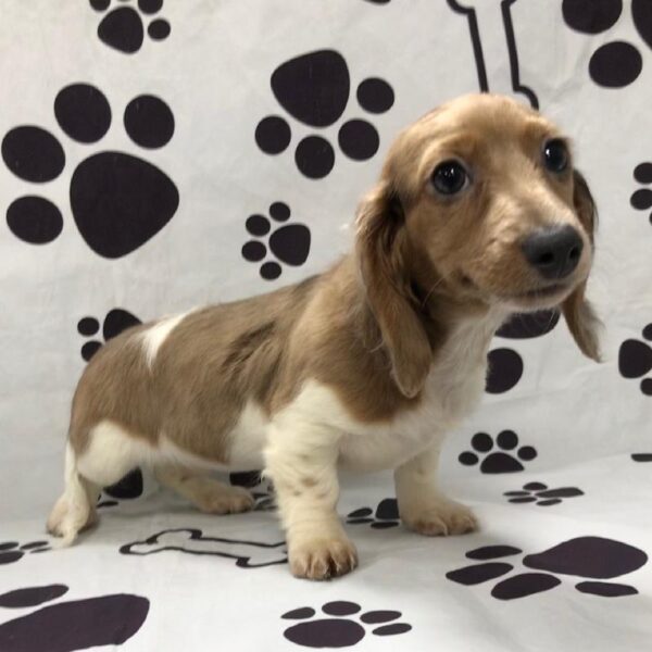 Dachshund DOG Female Chocolate / Tan 2991 Petland Memphis, TN