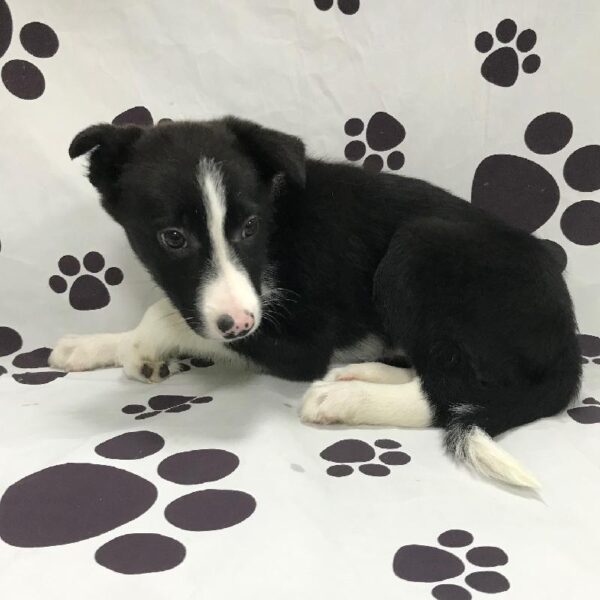 Border Collie DOG Male Black / White 2985 Petland Memphis, TN