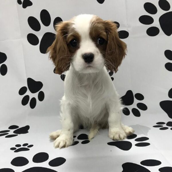 Cavalier King Charles Spaniel DOG Female Blenheim / White 3068 Petland Memphis, TN