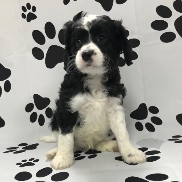 Cavapoo DOG Male White / Black 3069 Petland Memphis, TN