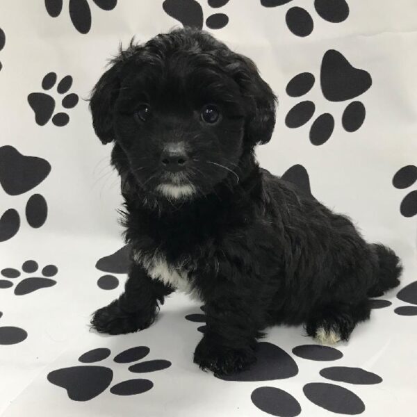 Havanese DOG Male Black & White 3105 Petland Memphis, TN