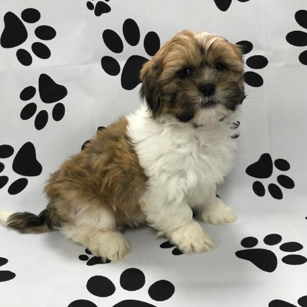 Lhasa Apso DOG Male GWP 3104 Petland Memphis, TN