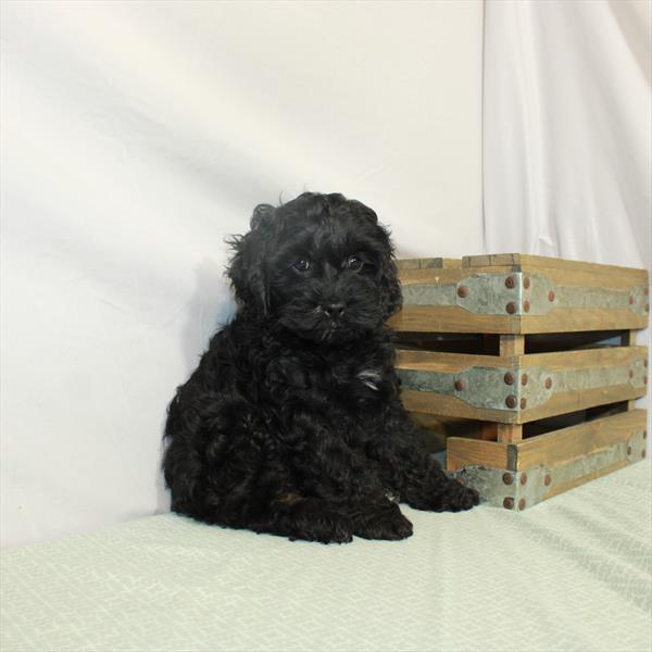 Cockapoo DOG Female Black / Tan 3111 Petland Memphis, TN