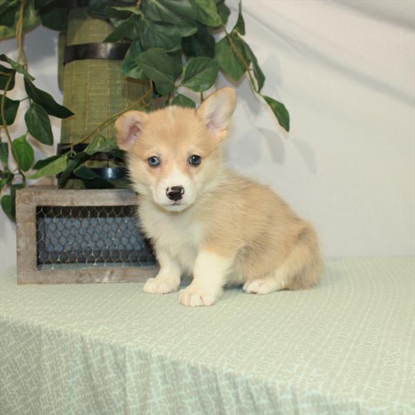 Pembroke Welsh Corgi DOG Female Red Merle / White 3112 Petland Memphis, TN