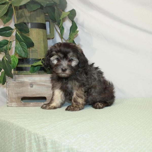 Havanese DOG Male Silver Sable 3154 Petland Memphis, TN