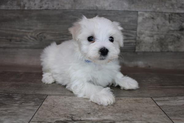 Maltese DOG Male White 3183 Petland Memphis, TN