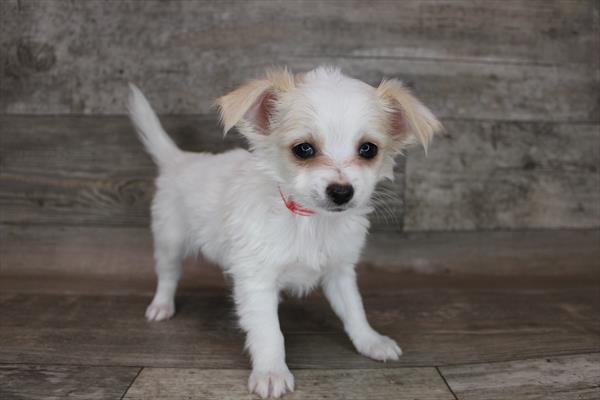 Chihuahua DOG Male Cream 3184 Petland Memphis, TN