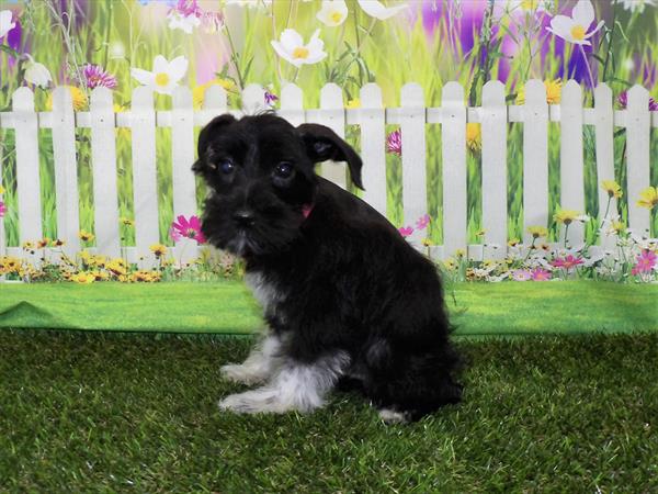 Mini Schnauzer DOG Male Black 3199 Petland Memphis, TN