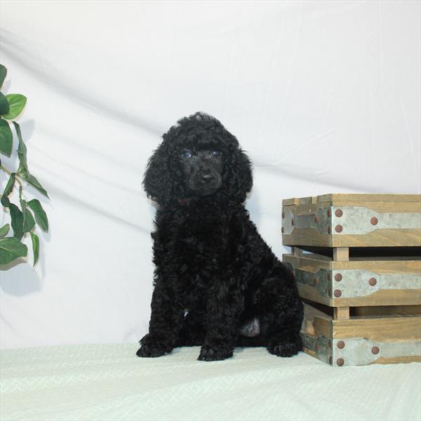 Poodle Standard DOG Female Black 3200 Petland Memphis, TN