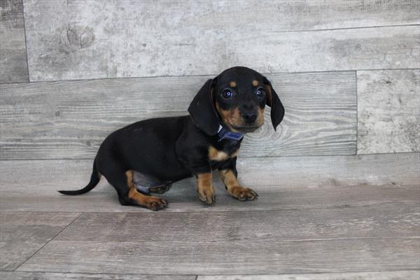 Dachshund DOG Male Black / Tan 3222 Petland Memphis, TN