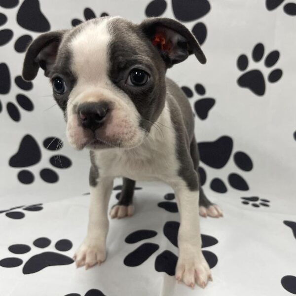 Boston Terrier DOG Female Blue & White 3234 Petland Memphis, TN