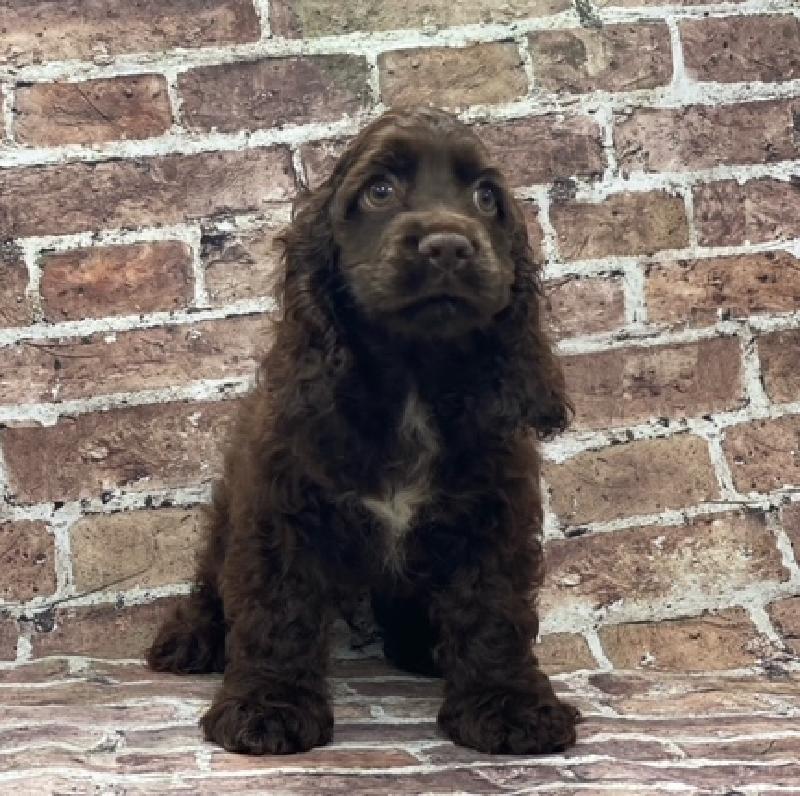Cocker Spaniel Puppy Chocolate ID:480 Located at Petland Memphis, Tennessee