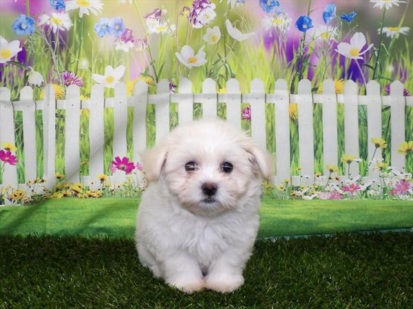 Teddy Bear-DOG-Female-Cream-3303-Petland Memphis, TN