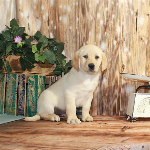 Labrador Retriever DOG Male Yellow 3307 Petland Memphis, TN