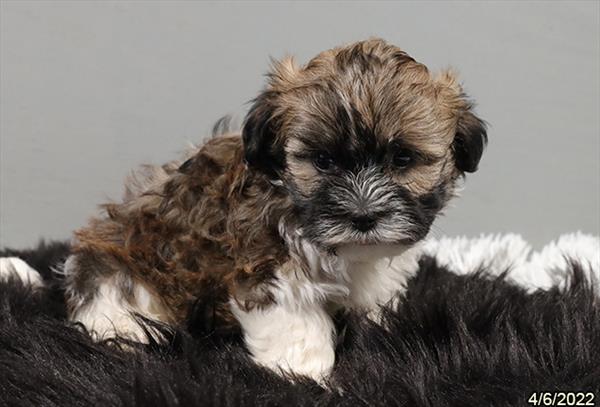 Havanese DOG Male Sable / White 3421 Petland Memphis, TN