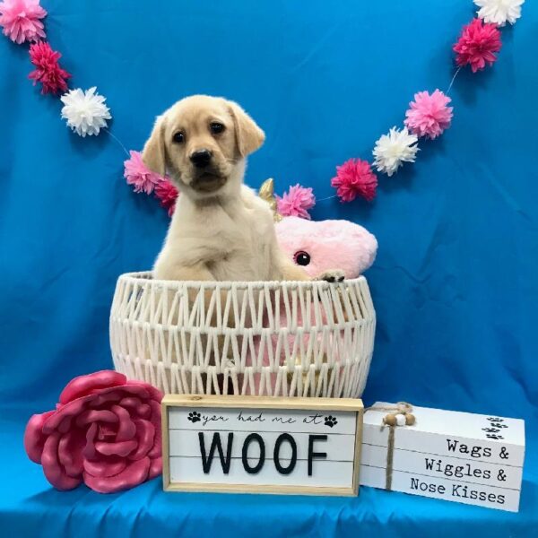 Labrador Retriever-DOG-Female-Yellow-3386-Petland Memphis, TN