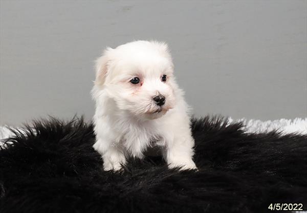 Maltese DOG Male White 3478 Petland Memphis, TN