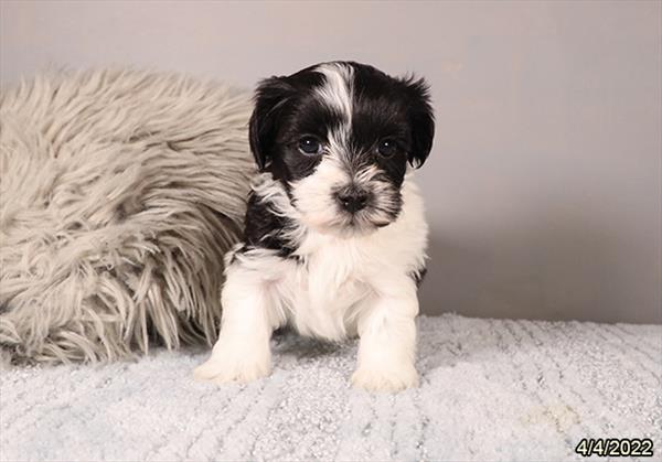 Havanese DOG Female Black 3479 Petland Memphis, TN